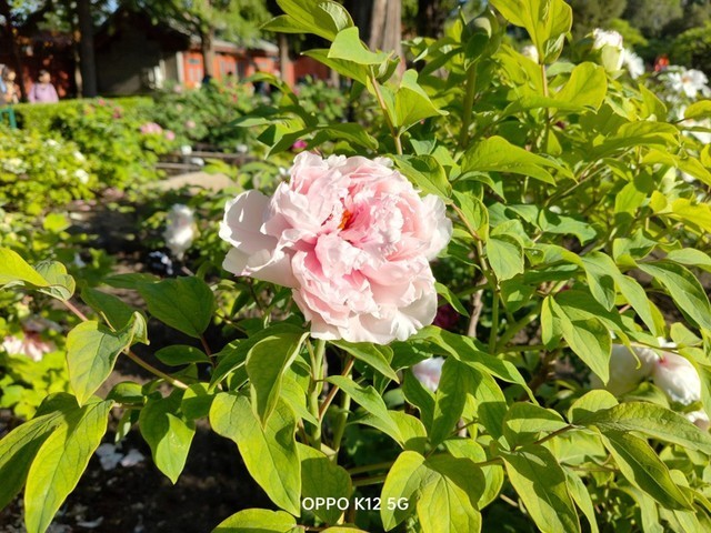 OPPO K12全面评测:百瓦快充大电池 打造大众好手机