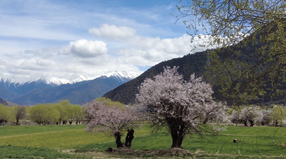 朵当村的桃花和雪山相映成趣，田间成片的青稞冒出新绿（3月30日摄）。新华社记者 邱星翔 摄