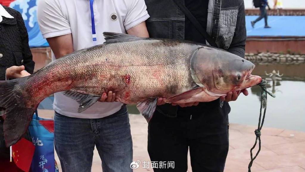 小朋友可以尝试“摸鱼”活动