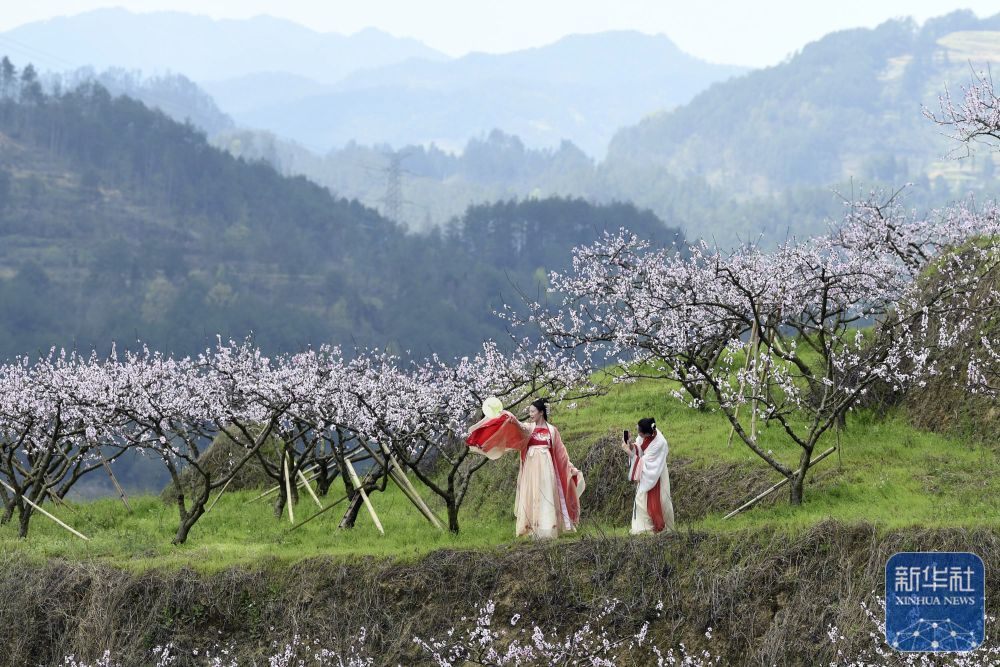 3月23日，游客在贵州省遵义市余庆县白泥镇哨溪村赏花游玩。新华社发（贺春雨 摄）