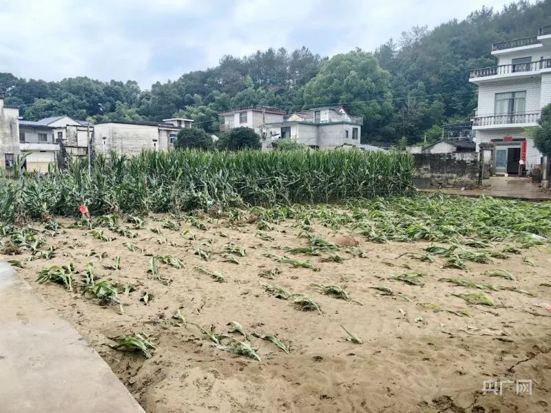 村口玉米地被淹（央广网见习记者 张琳琳摄）