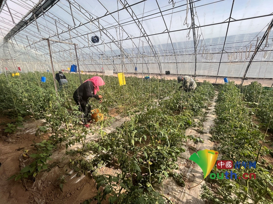 金贵镇番茄种植大棚内一片繁忙景象。中国青年网记者 秦亮 摄