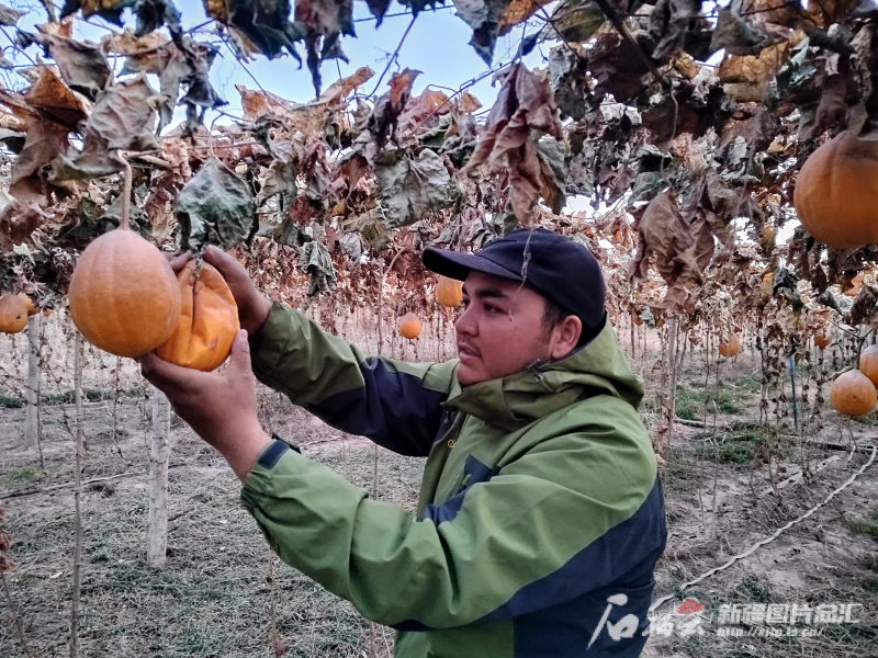 11月28日，新疆徽岳记生物科技有限公司员工在瓜蒌种植基地采摘瓜蒌。