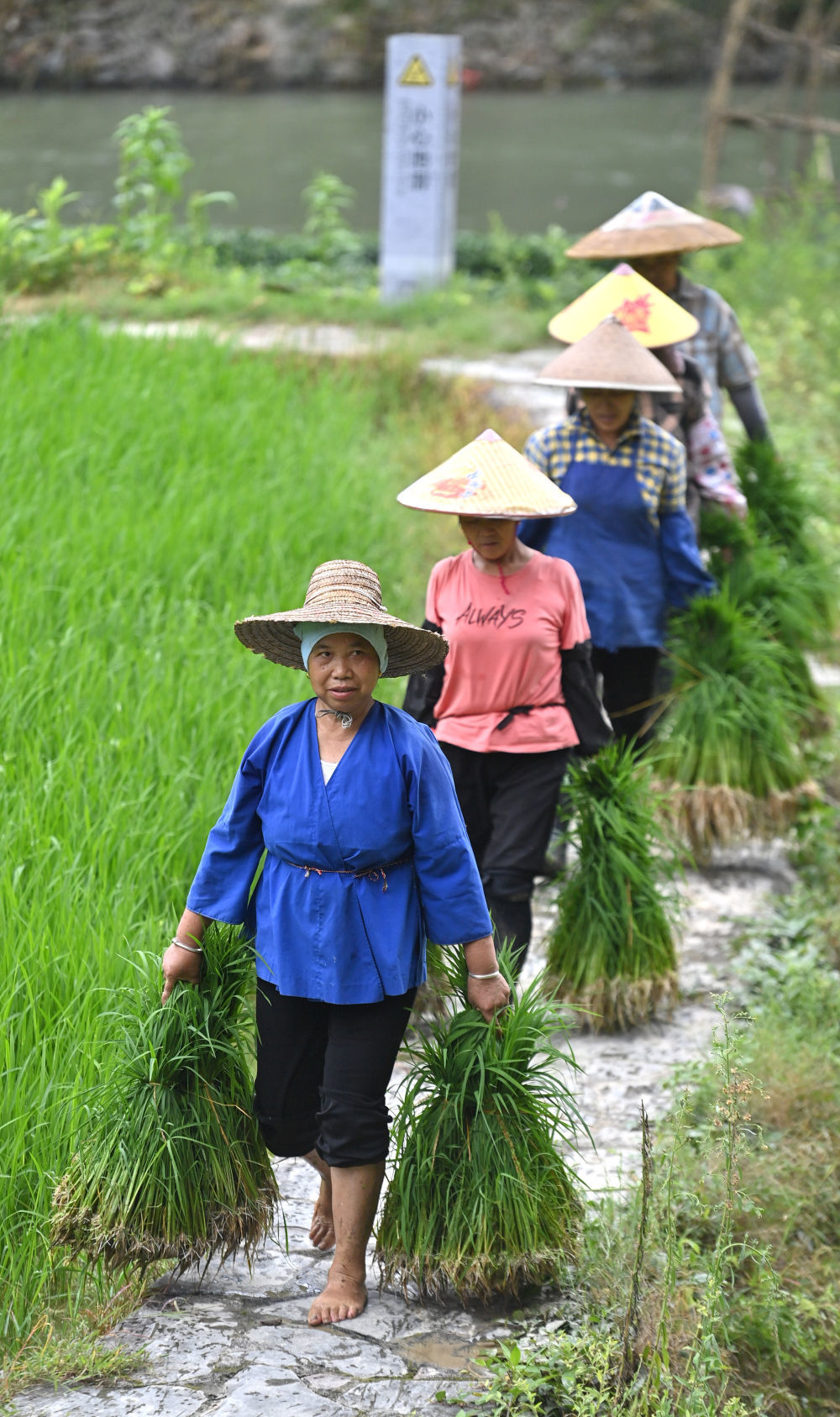 在广西柳州市三江侗族自治县林溪镇平岩村,村民在搬运秧苗,准备插 