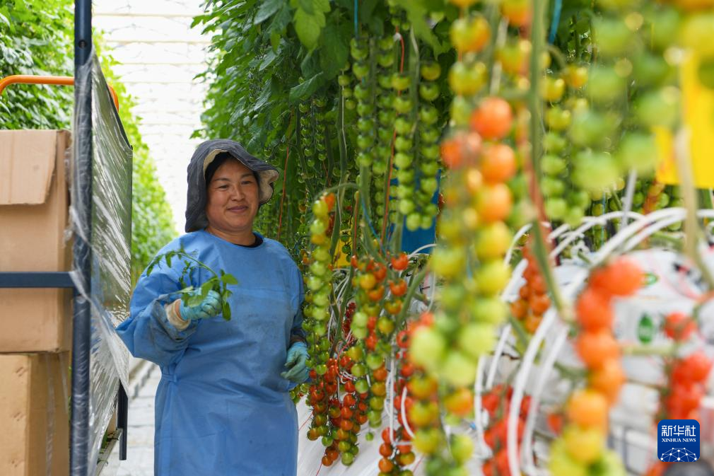 4月18日17时许，在霍尔果斯市一家西红柿种植生产基地大棚，工作人员给西红柿修剪枝条。新华社记者 赵戈 摄