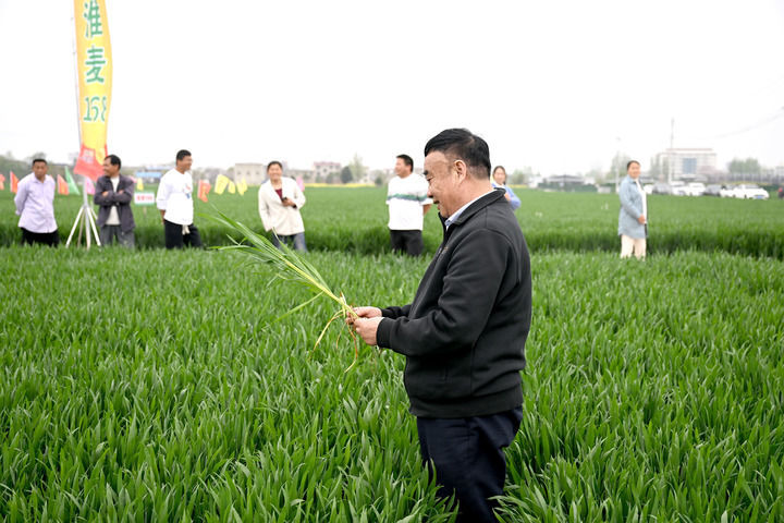 2024年4月11日，安徽省阜阳市太和县种粮大户协会的种粮大户们在徐淙祥（前）的示范田内参观。新华社记者 黄博涵 摄