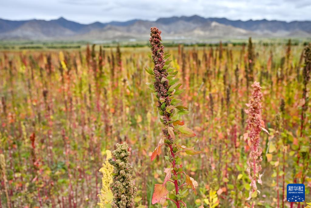这是在西藏日喀则市萨迦县扯休乡拍摄的当地种植的藜麦（9月4日摄）。