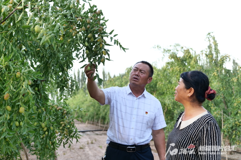 8月5日，李永森（左）在村民的枣园里进行技术指导。代述宏 摄