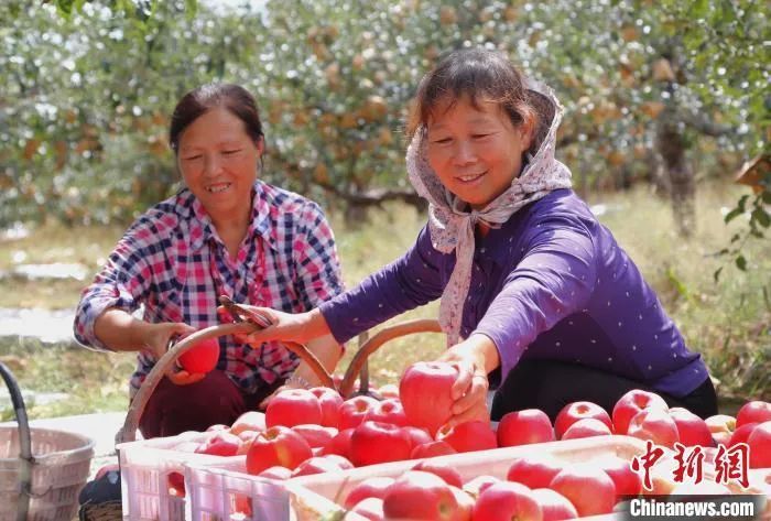 图为种植户正在整理苹果。李进 摄