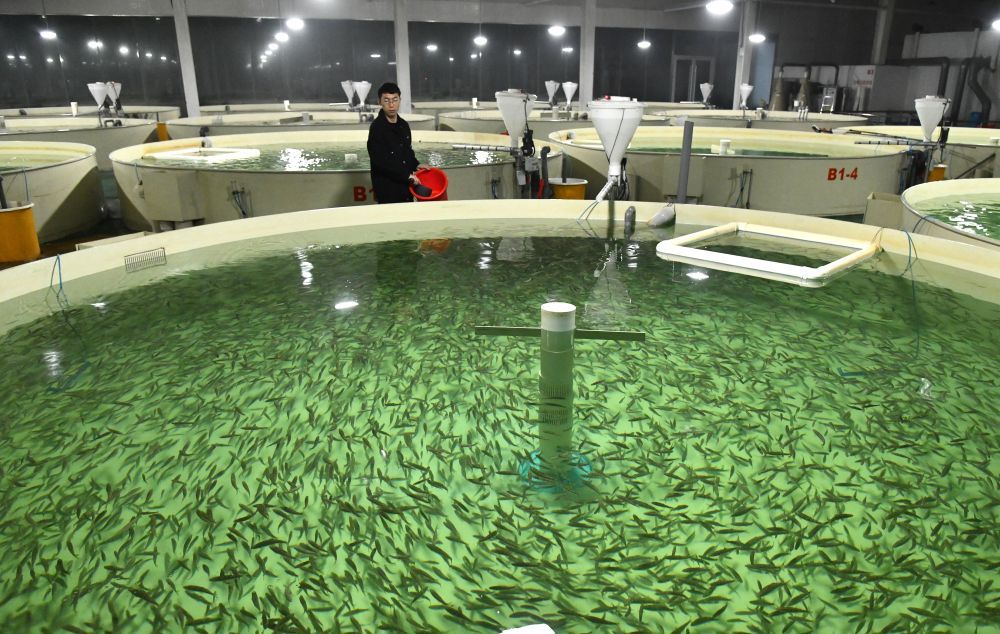 山东省微山县微山湖现代渔业产业园的鱼苗育种场，工作人员在培育鱼苗（2024年3月13日摄）。新华社记者 徐速绘 摄