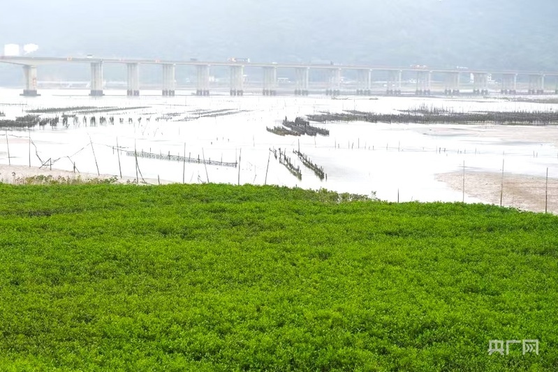 宁德霞浦海域海岛监管新模式（央广网记者 罗晓英 摄）