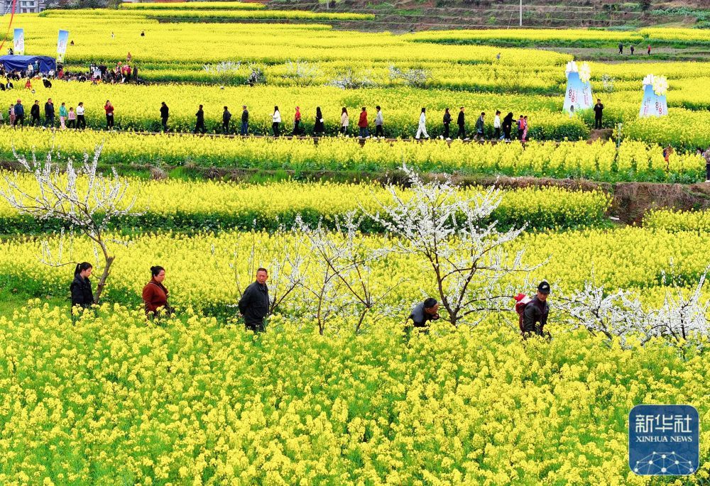 3月17日,人们在贵州省黔东南苗族侗族自治州黄平县旧州镇白纸桥村赏花
