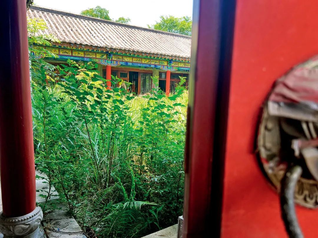 桃花源古镇的一处庭院长满了荒草。