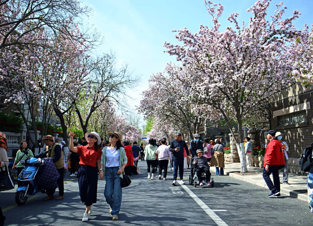游客在海棠花盛开的五大道大理道上漫步休闲（4月7日摄）。