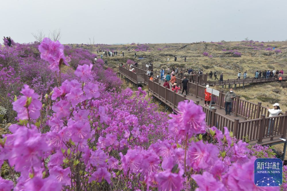 4月27日，游客在黑龙江省宁安市观赏杜鹃花。新华社发（张春祥摄）