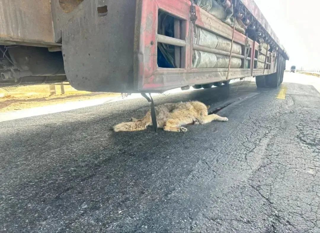 因路杀而死的动物