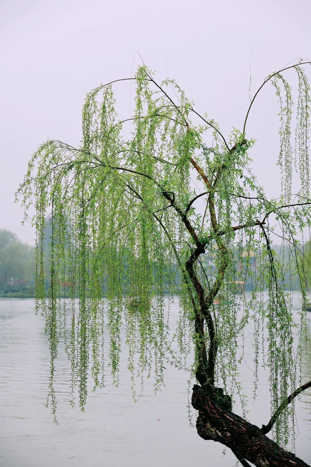 （圖片攝于揚(yáng)州瘦西湖景區(qū)）