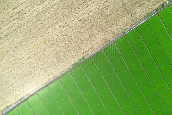2024年5月13日在四川省广汉市国家现代农业产业园拍摄的成熟小麦田块（左上）和水稻育秧场（右下）（无人机照片）。新华社记者 杨进 摄
