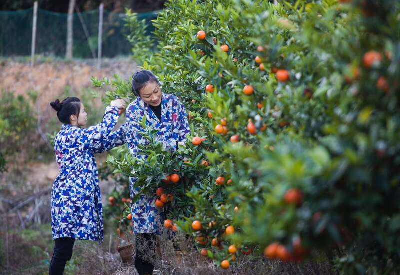 种植户在将乐县常口村脐橙种植基地中采收脐橙。董观生/摄