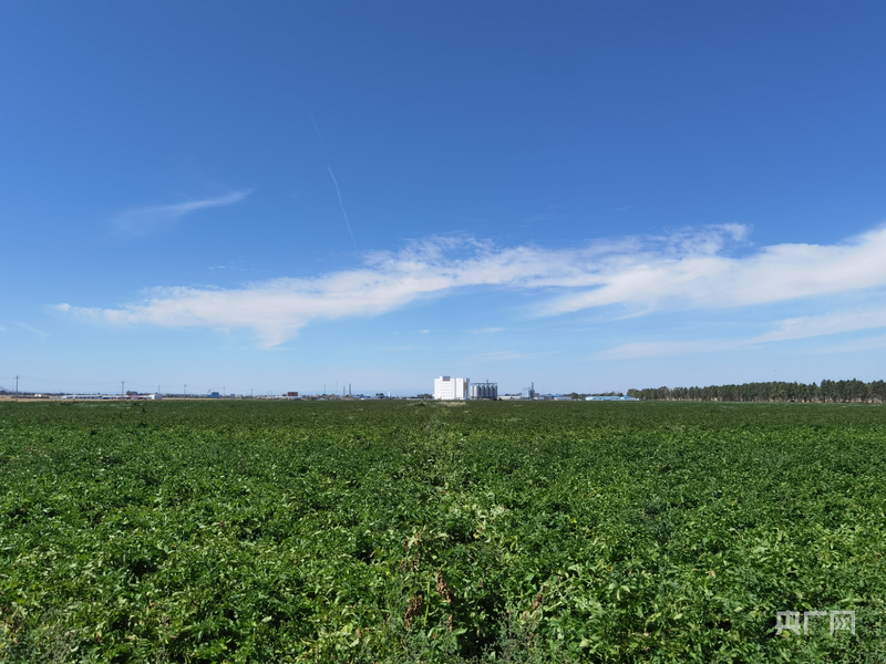 红山农场千余亩马铃薯即将迎来丰收季(央广网记者 夏莎 摄)