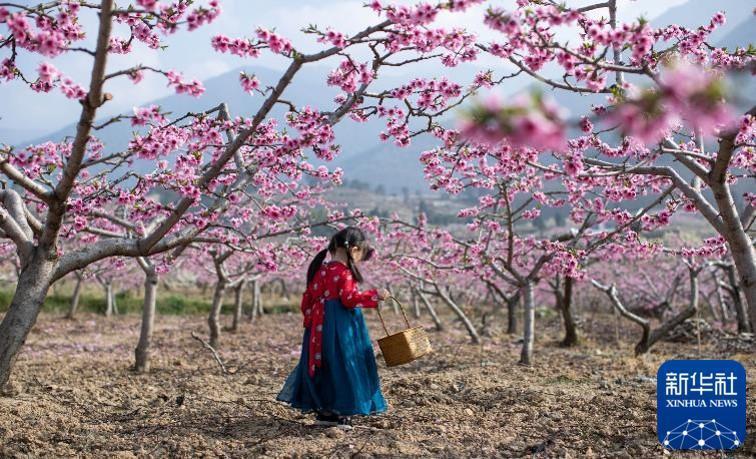 2020年3月26日，在四川雅安汉源县双溪乡申沟村，一名身着汉服的小女孩走在鲜花盛开的桃树下。