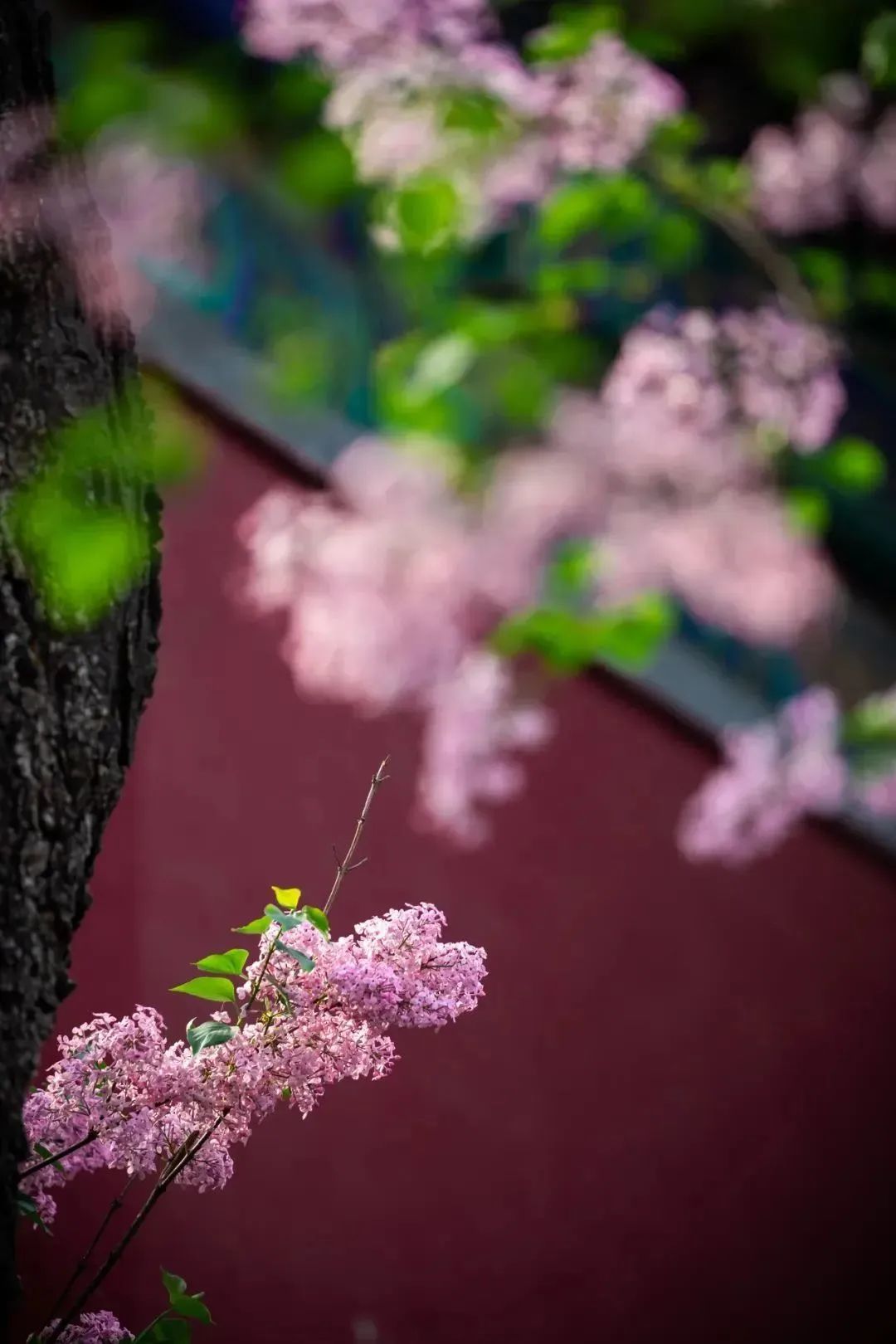 丁香诗会丨《央视新闻》:“你说你最爱丁香花”