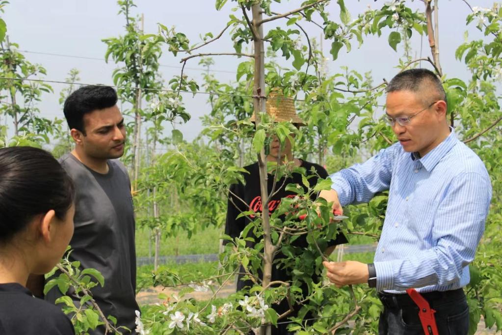 2024年4月，西北农林科技大学张东教授（右）在吉尔吉斯斯坦楚河州与当地果农交流苹果种植技术。新华社发（受访者供图）