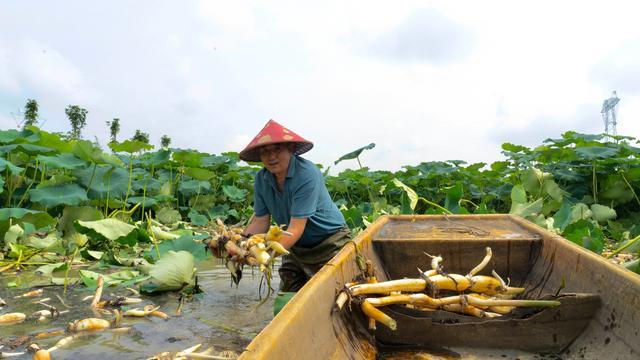 种植户赵道成从荷塘新鲜采摘的洪湖莲藕。长江商报记者 李璟 摄