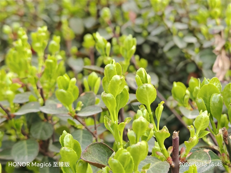 荣耀Magic6 至臻版全面评测:真正无短板的顶级旗舰