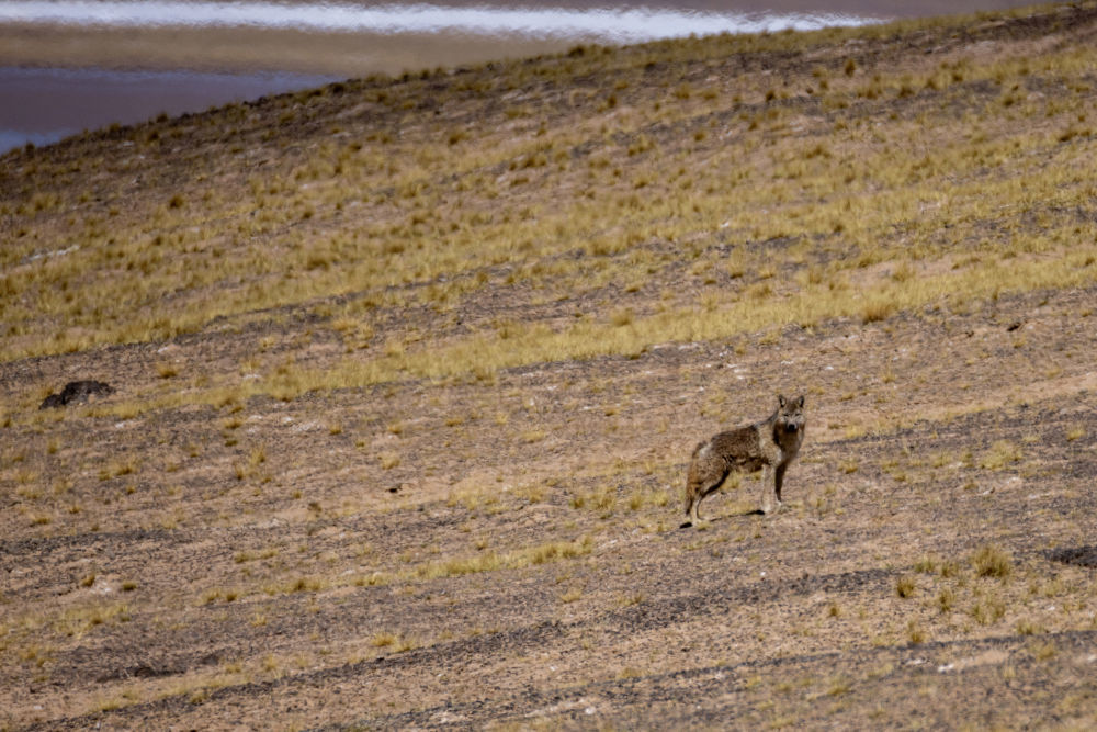 草原上伺机而动的野狼（6月13日摄）。