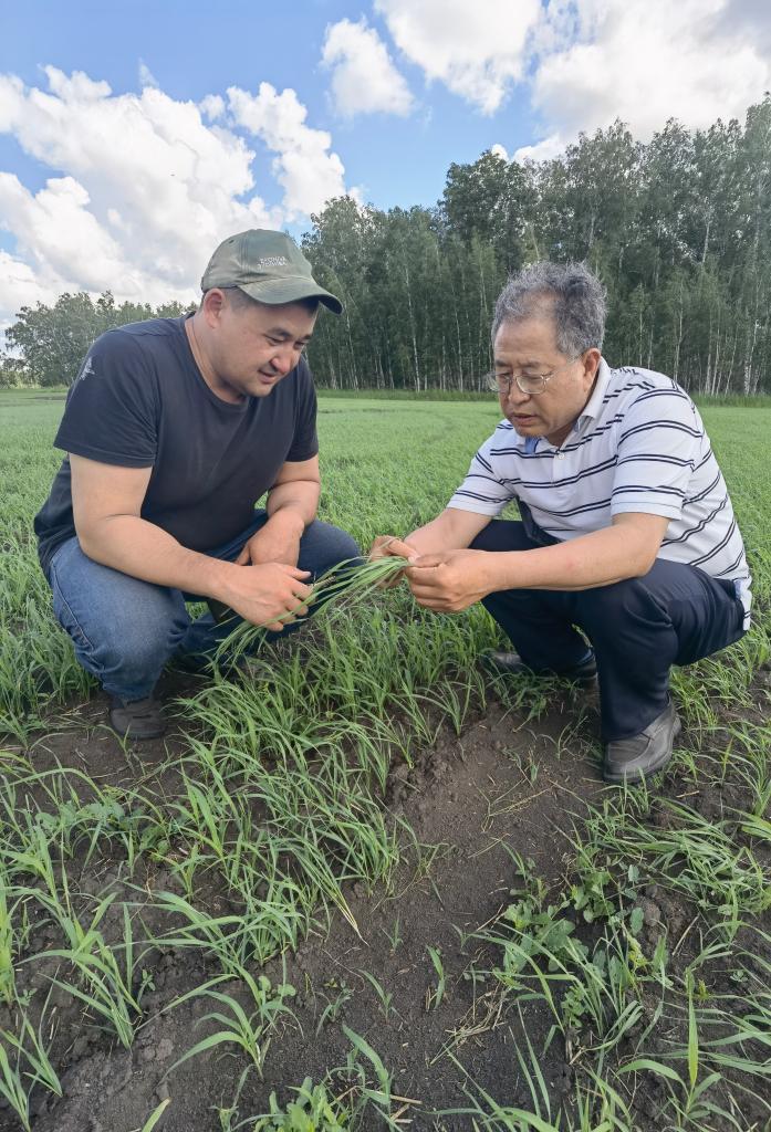 6月21日，西北农林科技大学张正茂教授（右）在哈萨克斯坦北哈州农业科技示范园与当地专家调查小麦苗情。新华社发（受访者供图）