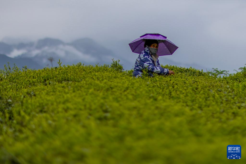 墨脱县背崩乡格林村的一位村民在茶园中采茶（4月24日摄）。