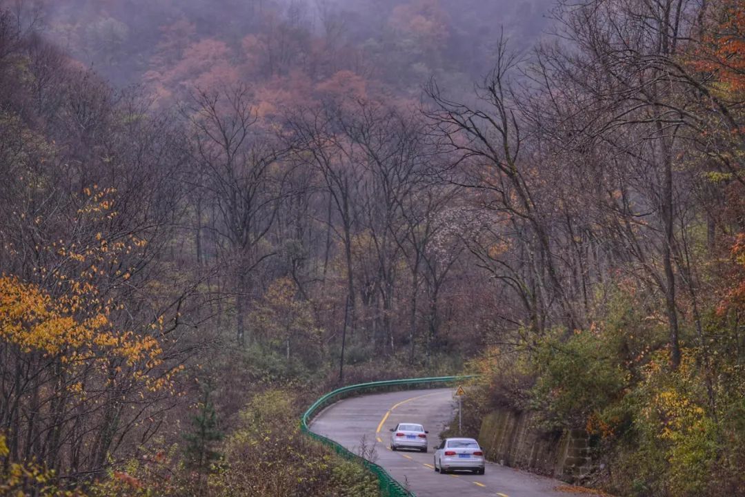 秋深叶落,各色各样的森林主人便活跃起来。