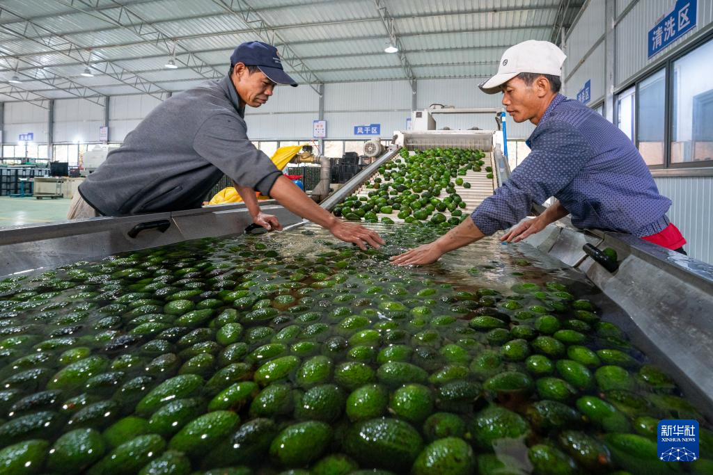 工人在普洱绿银生物股份有限公司的牛油果智能分选车间流水线上工作（10月28日摄）。新华社记者 陈欣波 摄