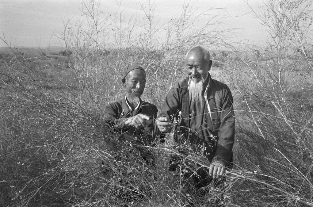 20世纪90年代初，石满（左）、贺发林（右）等6位老人在八步沙治沙造林（资料照片）。新华社记者　李生才　摄