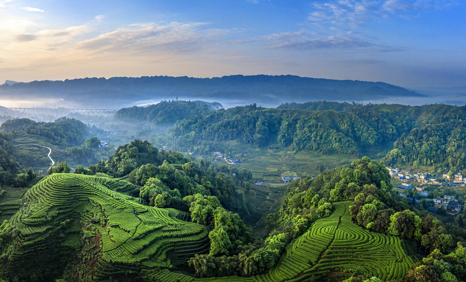 看熊猫、喝雅茶！第二十届蒙顶山茶文化旅游节在四川雅安开幕_凤凰网