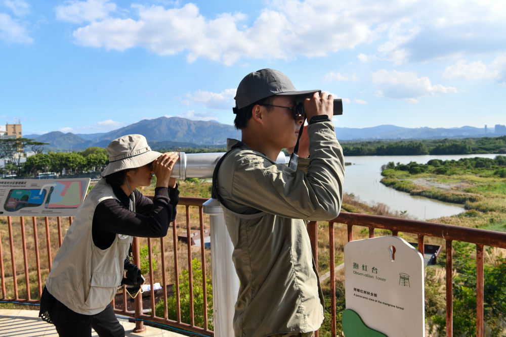 工作人员在深圳福田红树林湿地进行黑脸琵鹭种群数量调查（2024年1月19日摄）。