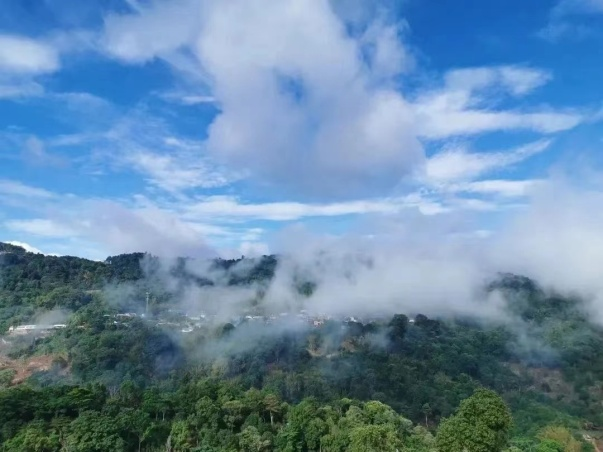 ▲西双版纳州府景洪市南糯山。传说诸葛亮南征路过南糯山时，士兵不服水土，生了眼病，诸葛亮将手杖插地化为茶树，士兵摘叶煮水，饮之病愈，南糯山因而称为孔明山。（图片来源：西双版纳发布）