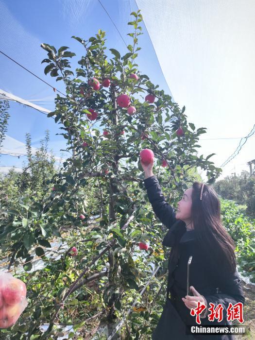 苹果园间，媒体团成员尝试采摘苹果。刘越 摄