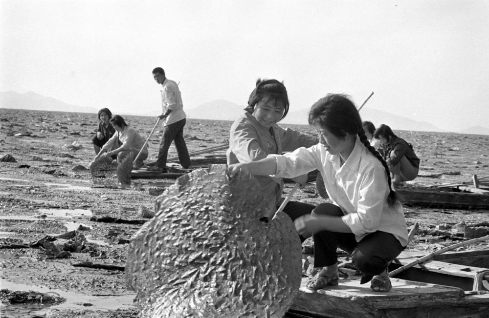 1980年，山东东平湖的渔民们在采摘鸡头米。