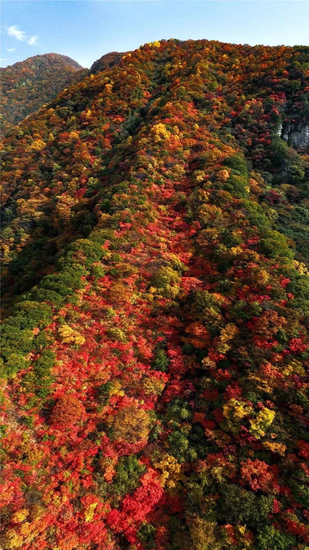 与京都比艳的留坝红
