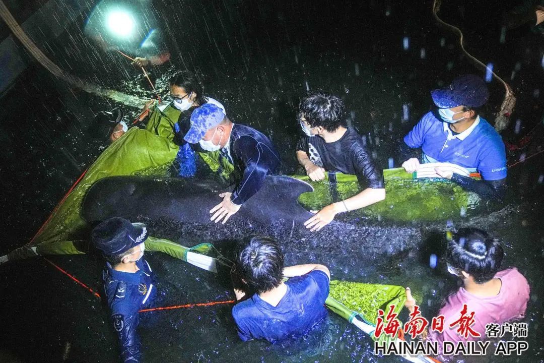 海警和志愿者跳入医疗池，冒雨托举一头搁浅的短肢领航鲸