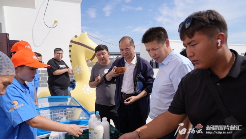 8月28日—30日，由自治区畜牧总站主办，阿勒泰地区畜牧工作站、富蕴县农业农村局承办的自治区肉用乳用马选育及机械化挤奶技术培训会在富蕴县举办，图为参会人员在品尝了解当地的马奶产品。资料图