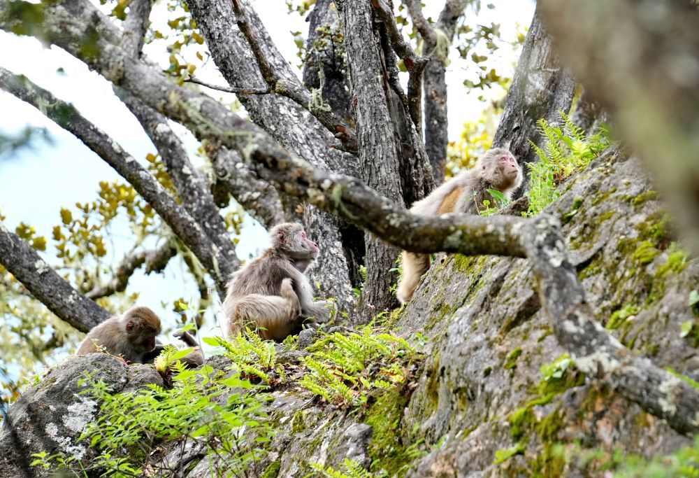 巴松措旅游风景区里的藏猕猴（8月2日摄）。新华社记者 张汝锋 摄