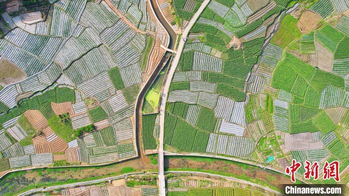 航拍永定区金砂镇赤竹村农业种植基地。永定区融媒体中心供图