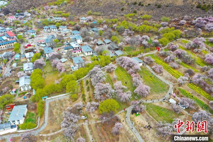 西藏林芝桃花节开幕人气桃花村热闹迎客