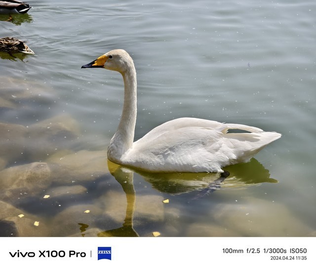 真就是年度长焦天花板?vivo X100 Pro影像能力深度体验