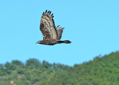 在辽宁大连蛇岛-老铁山救助康复后环志放归自然的凤头蜂鹰。本报记者 徐谭摄/光明图片