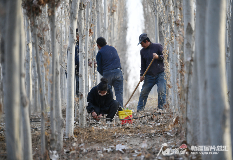 11月28日，护林员在叶城县20万亩生态林基地管护白杨树。