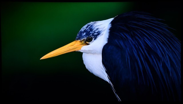 飞利浦QLED电视PQF8599体验报告:充分发掘色彩极限